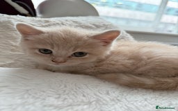 Mixed Breed cats for sale: 3 Cream Mixed Shorthairs - Image 1