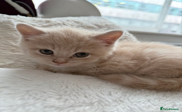Mixed Breed cats - Advert 1