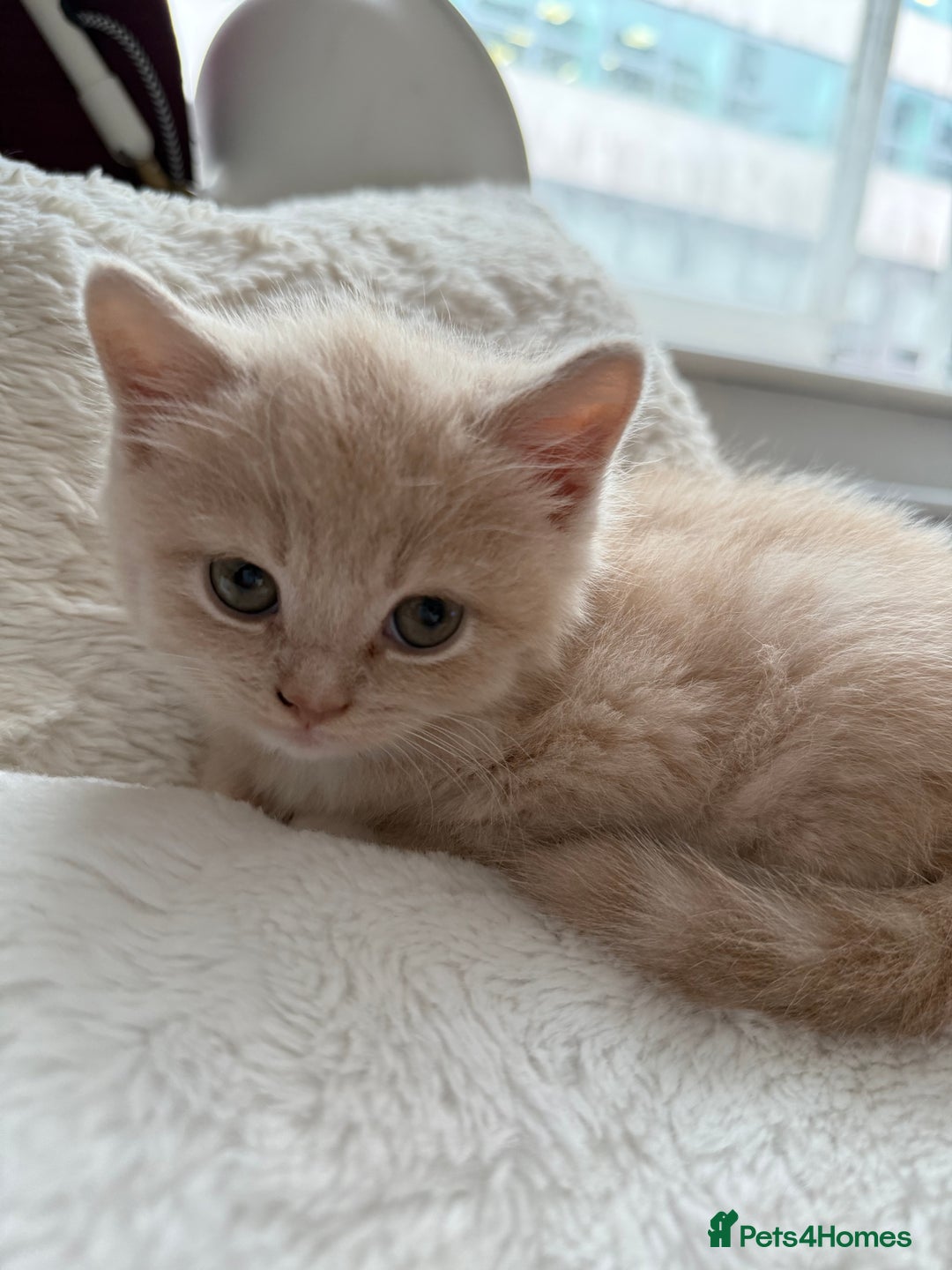 Mixed Breed cats for sale: 3 Cream Mixed Shorthairs - Image 1
