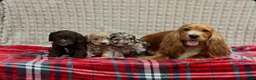Cockapoo dogs for sale: STUNNING COCKAPOO PUPPIES READY NOW - Advert 8