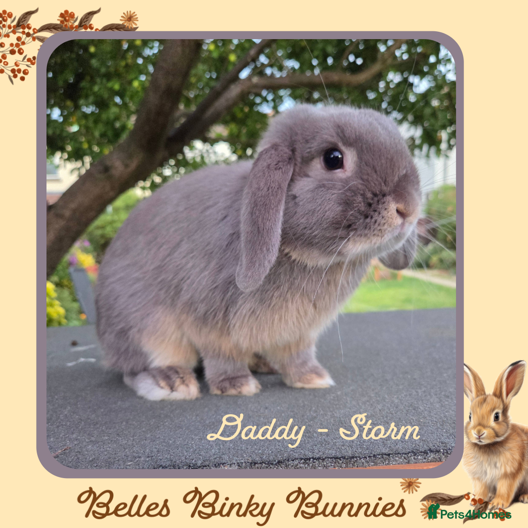 Mini Lop rabbits for sale: 🧡 Beautiful Baby Mini Lop Doe 🧡 Reserve Now 🧡 - Image 6
