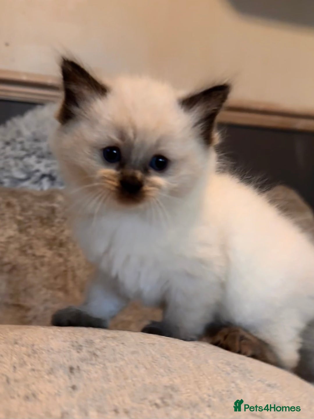 Ragdoll cats for sale: Pure ragdoll  - Advert 4