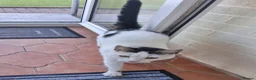 Domestic Shorthair cats for sale: Free Female cat homeless - Advert 2