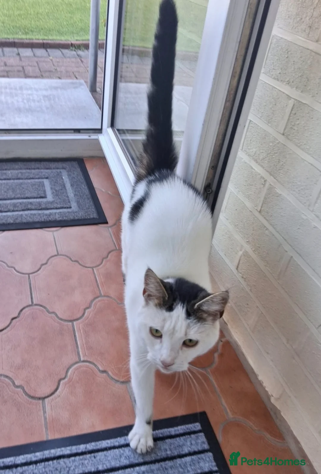 Domestic Shorthair cats for sale: Free Female cat homeless - Advert 2