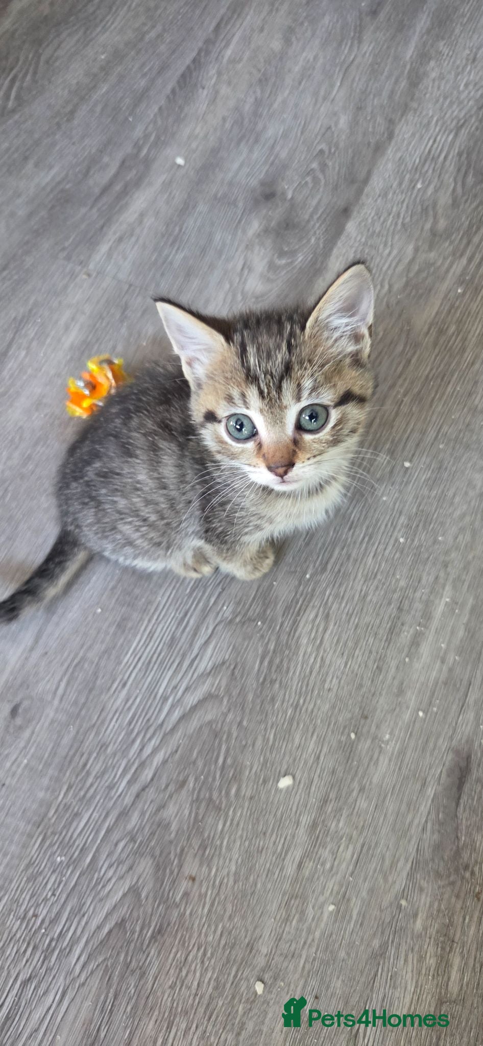 Mixed Breed cats Last Girl tabby - Advert 12
