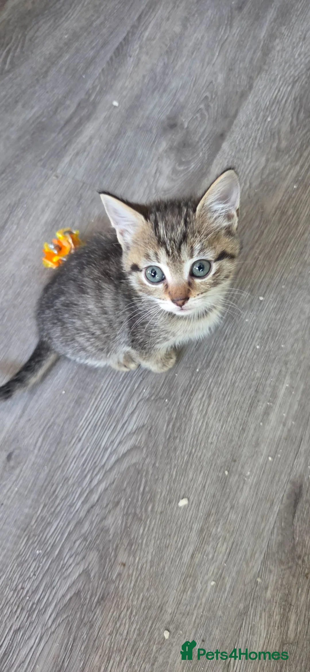 Mixed Breed cats for sale: Last Girl tabby - Advert 2