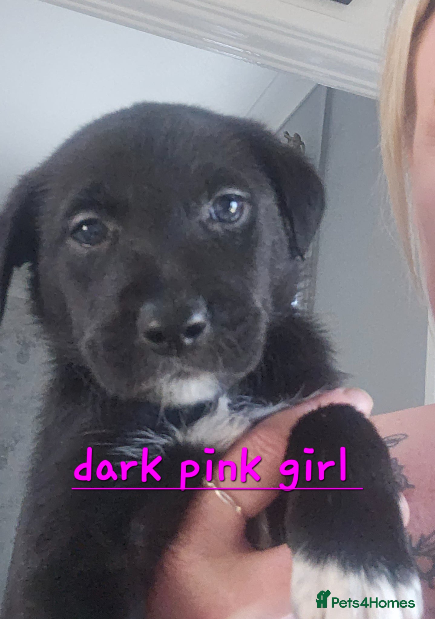 Mixed Breed dogs Labadoodle + collie  £ 850 1  GIRL LEFT  - Advert 2