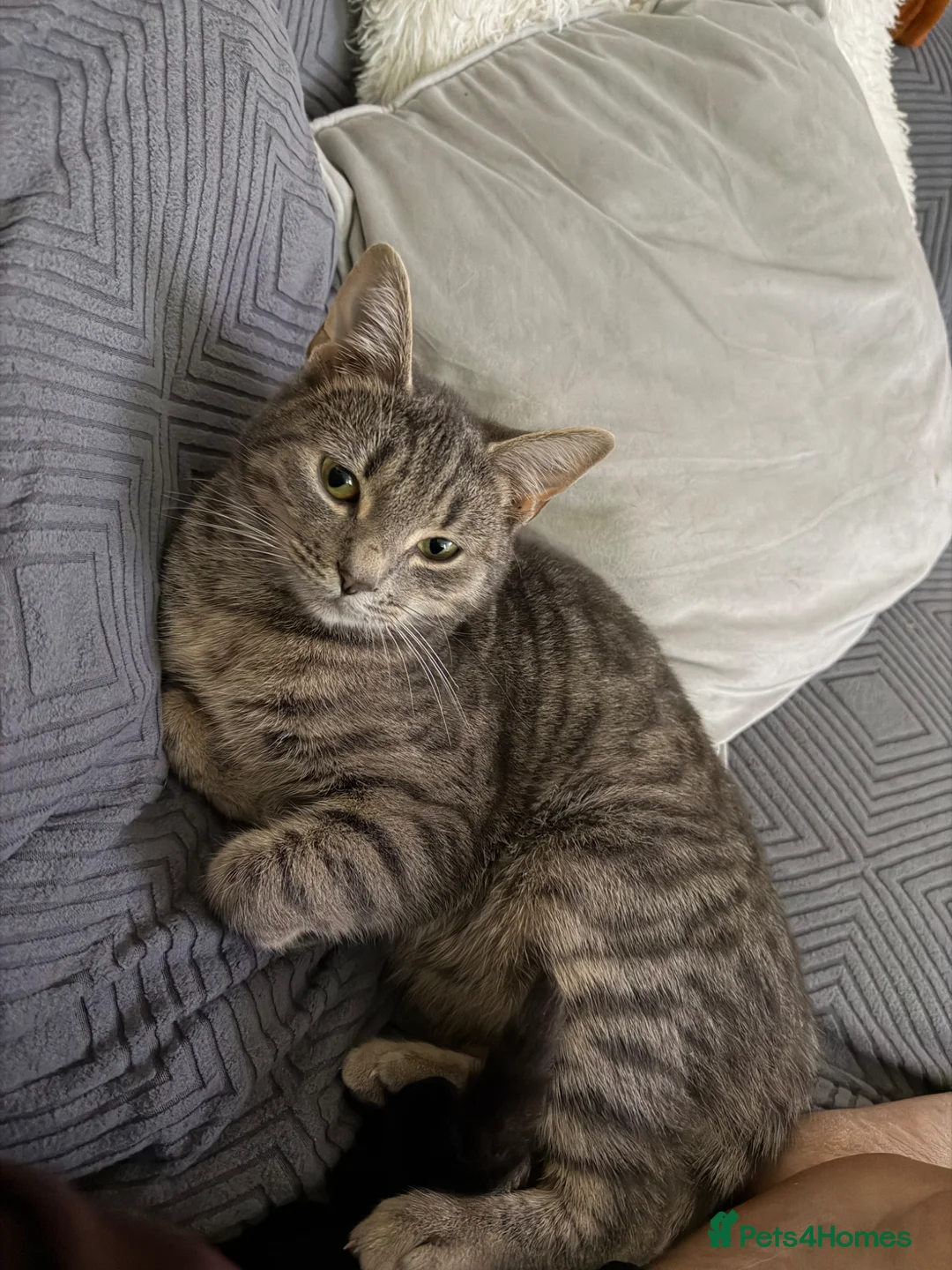 Mixed Breed cats for sale: Female American Shorthair for sale.  - Advert 2