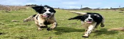 English Springer Spaniel dogs for sale: Skye - Black & White Ess 2 year old adult girl - Advert 13