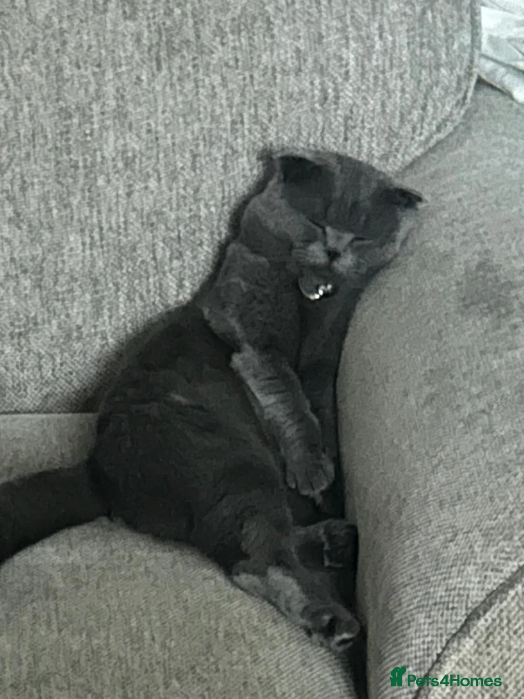 Scottish Fold cats for sale: Beautiful Scottish fold / straight for sale  in Basildon - Advert 13