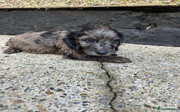 Cockapoo dogs for sale: BEAUTIFULL F1 COCKAPOO PUPPYS - Advert 10