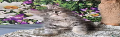 Maine Coon 8 Nugget