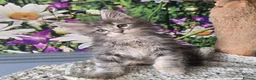 Maine Coon cats for sale: Stunning TICA Maine Coon kittens - Advert 30