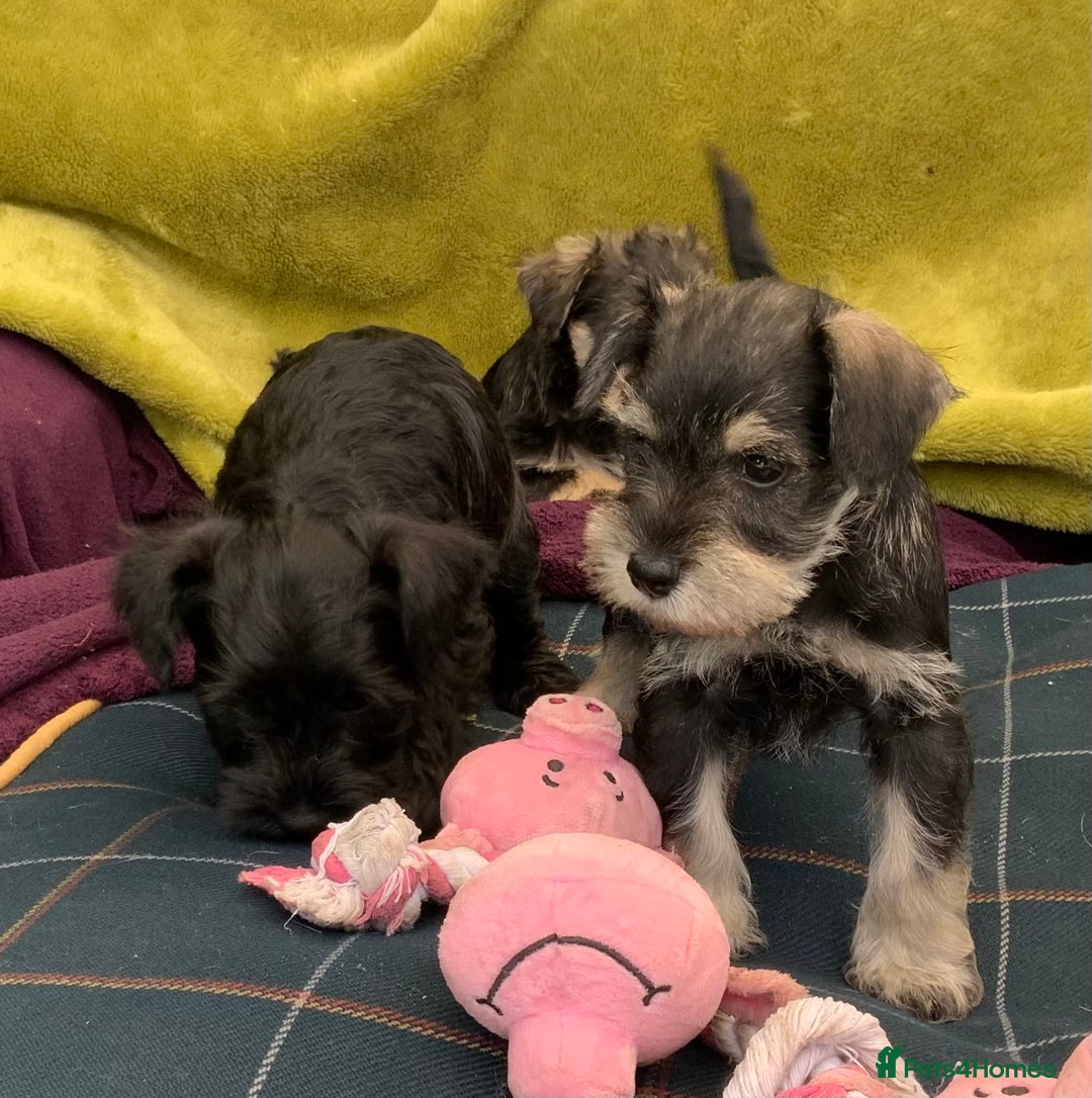 Miniature Schnauzer dogs for sale: Happy healthy miniature Schauzer puppies - Image 3