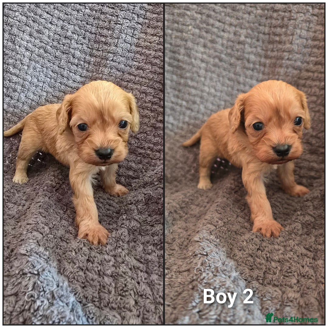 Cavapoo dogs for sale: Cavapoos  - Image 3