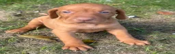Hungarian Vizsla dogs for sale: TRUE HUNGARIAN VIZSLA PUPPIES  - Advert 9