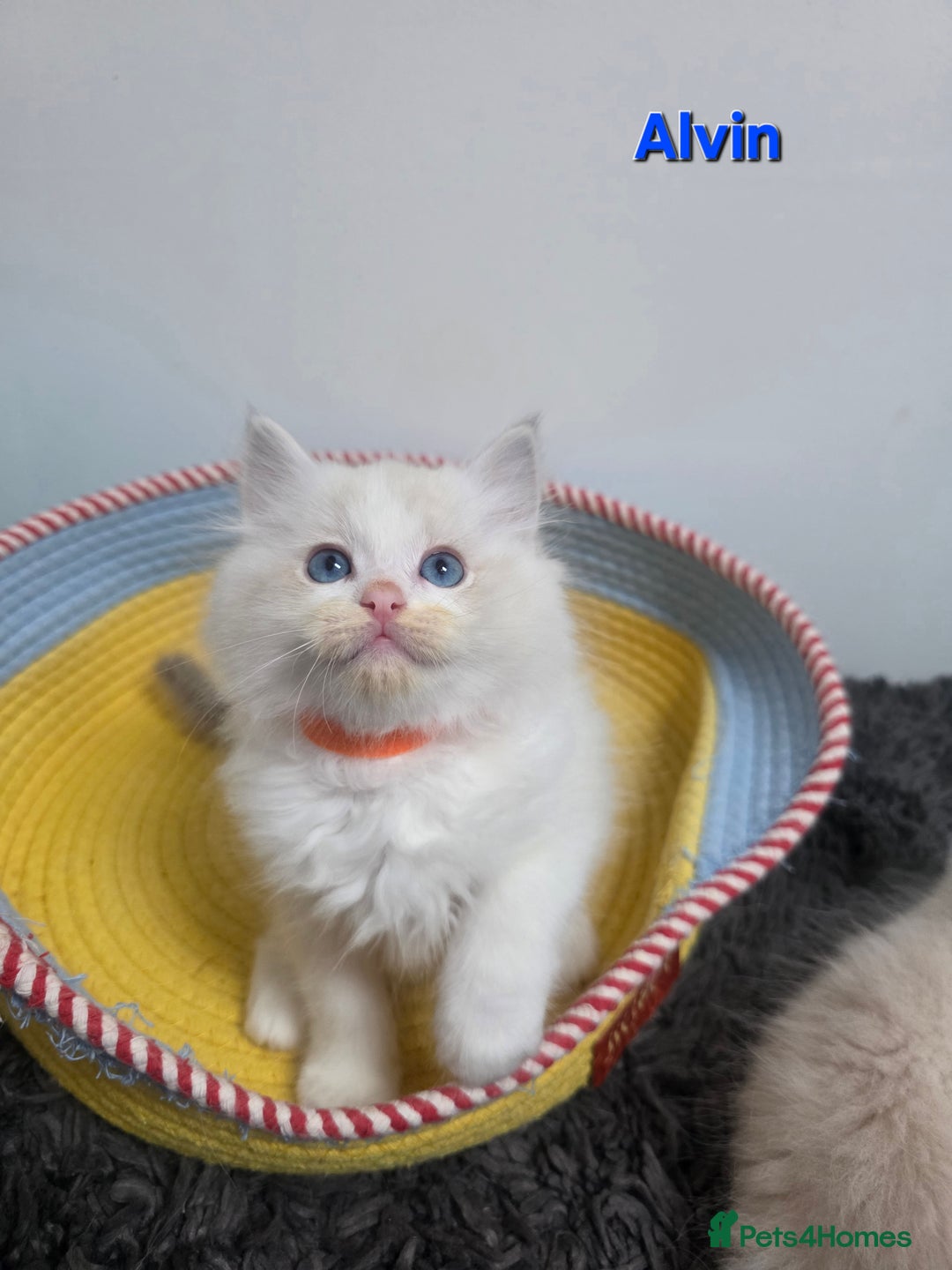 Ragdoll cats for sale: GCCF registered ragdoll kittens  - Advert 22