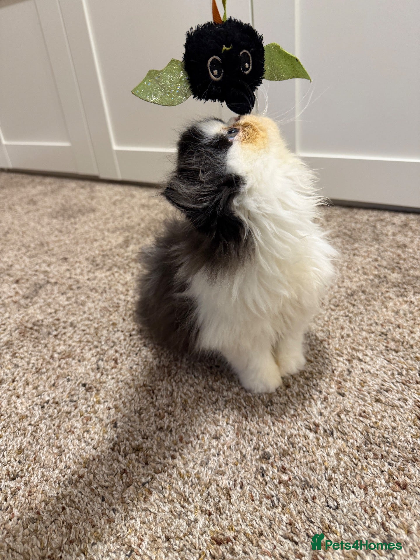 Persian cats Beautiful Pedigree Persian boy ready NOW - Advert 2