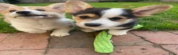 Welsh Corgi Pembroke dogs for sale: Badger needs a home! KC Corgi ready now  - Advert 2