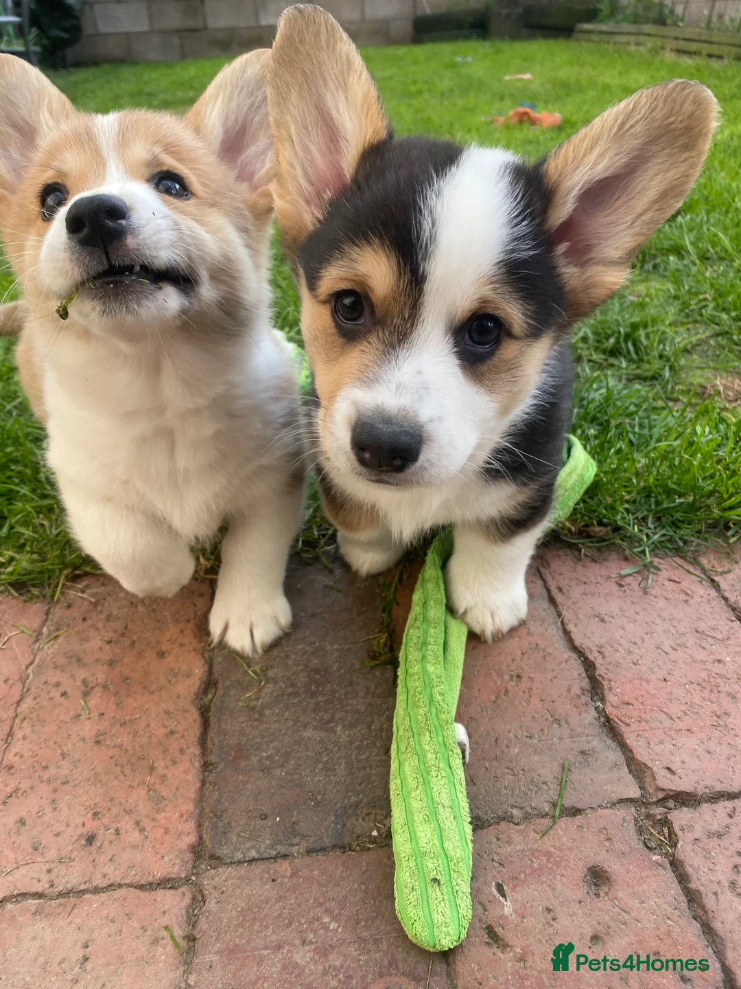Welsh Corgi Pembroke dogs for sale: Badger needs a home! KC Corgi ready now  - Advert 2