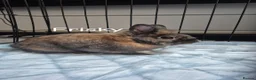 Mixed Breed rabbits for sale: Range of rabbits available  in Manchester - Advert 3