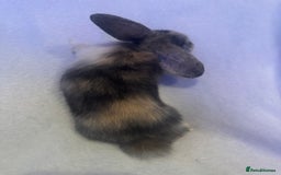 Mini Lop rabbits for sale: 3 Mini lops  - Image 8