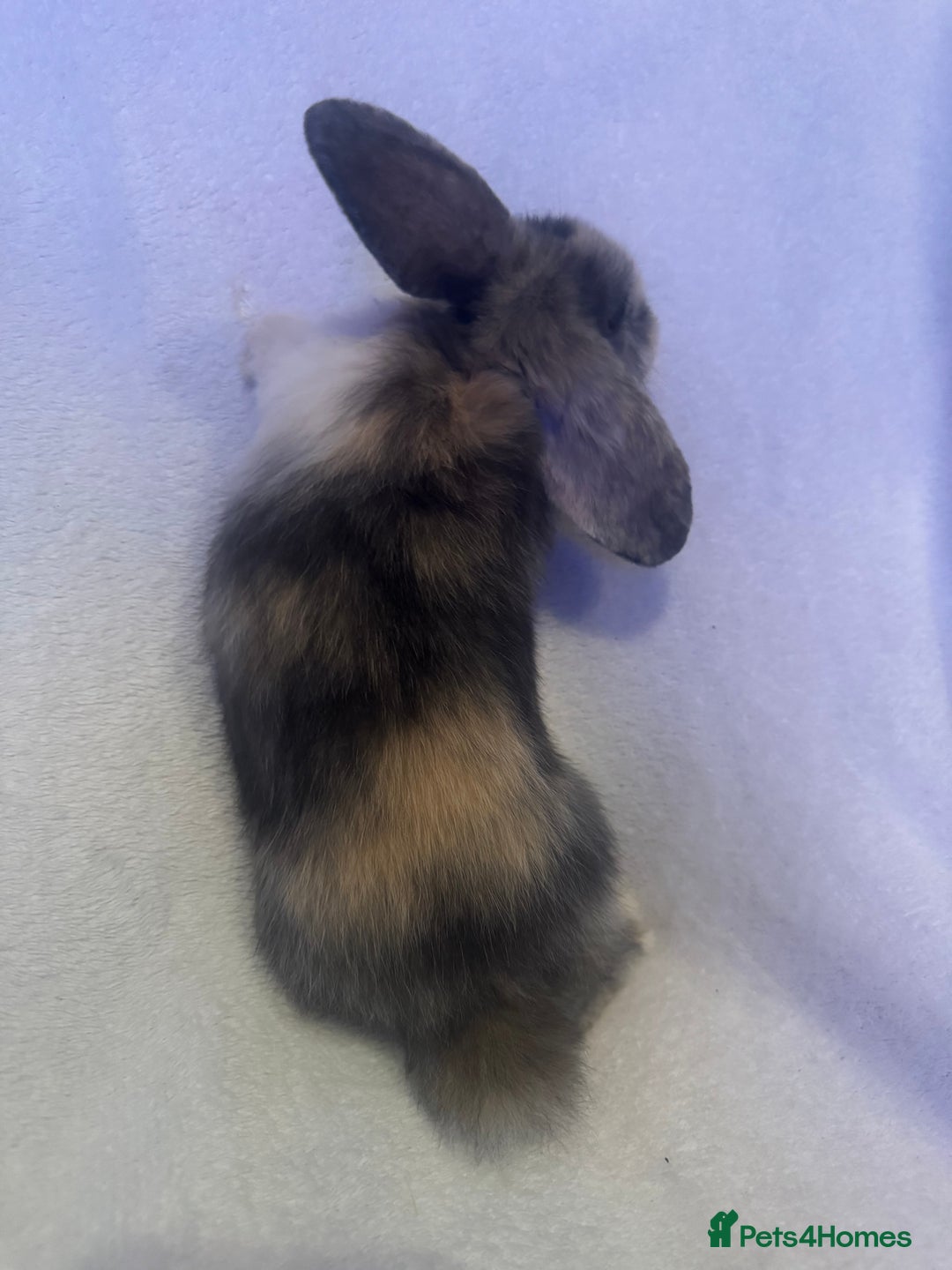 Mini Lop rabbits for sale: 3 Mini lops  - Image 8