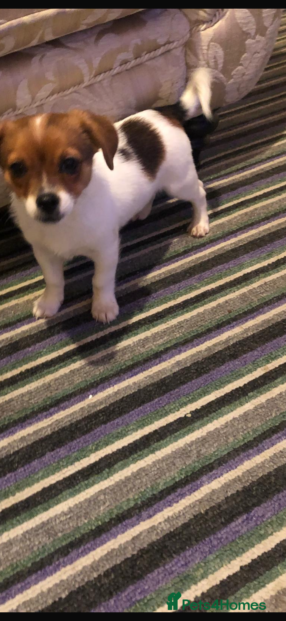 Jack Russell dogs Traditional Jack Russell boy - Advert 1