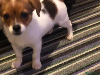 Jack Russell dogs Traditional Jack Russell boy - Advert 1