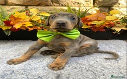 Dobermann dogs for sale: DOBERMAN PUPPIES (BOTH KC HEALTH TESTED PARENTS) - Image 36