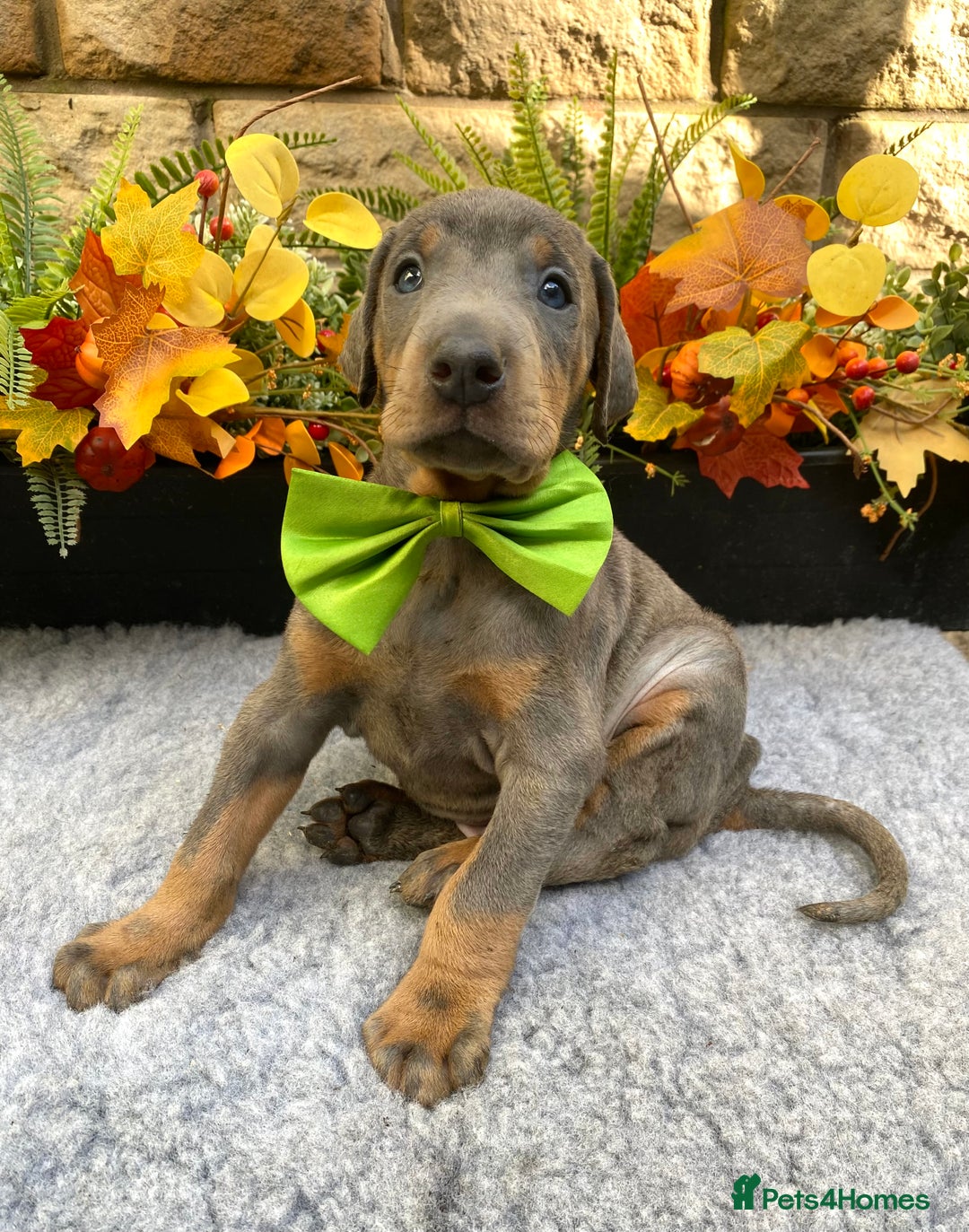 Dobermann dogs for sale: DOBERMAN PUPPIES (BOTH KC HEALTH TESTED PARENTS) - Image 36