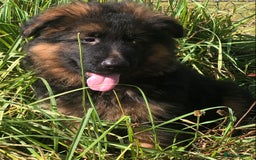 German Shepherd dogs for sale: Beautiful chunky long haired black, tan & red pups - Image 40