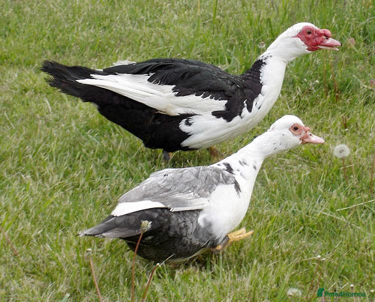 Ducks poultry Various Muscovy Ducks - Advert 1