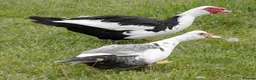 Ducks poultry for sale: Various Muscovy Ducks - Advert 1