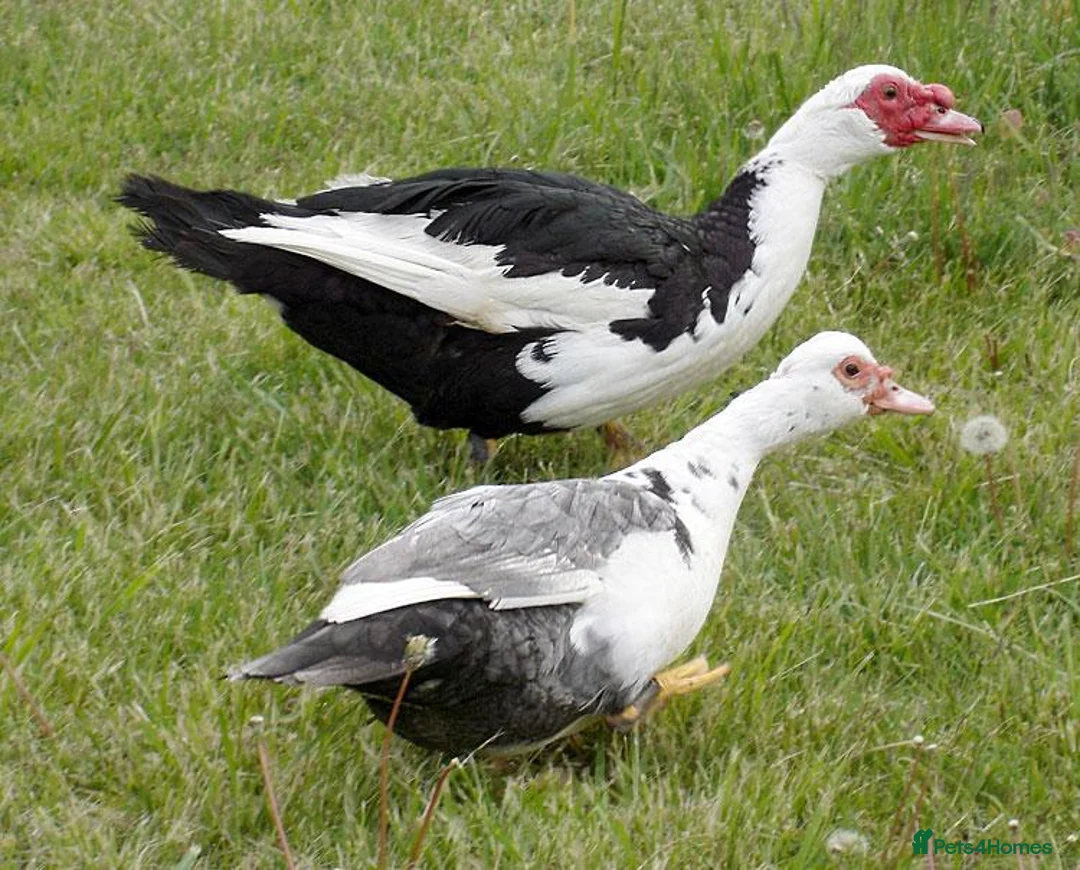 Ducks poultry for sale: Various Muscovy Ducks - Advert 1