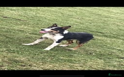 Border Collie dogs for sale: Ted - Border Collie looking for a new pet home - Image 4