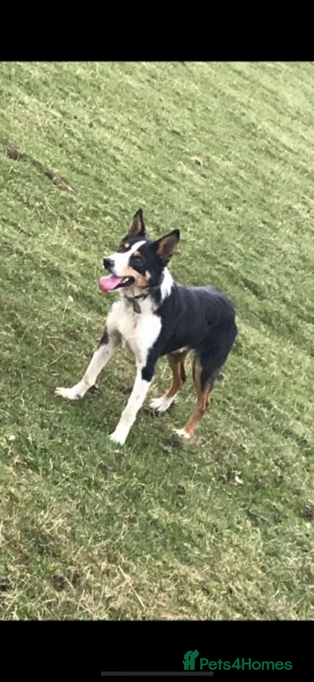 Border Collie dogs for sale: Ted - Border Collie looking for a new pet home - Image 4