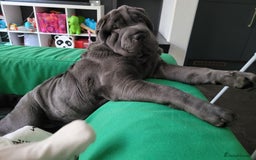Shar Pei dogs for sale: Shar Pei Puppies - Image 6