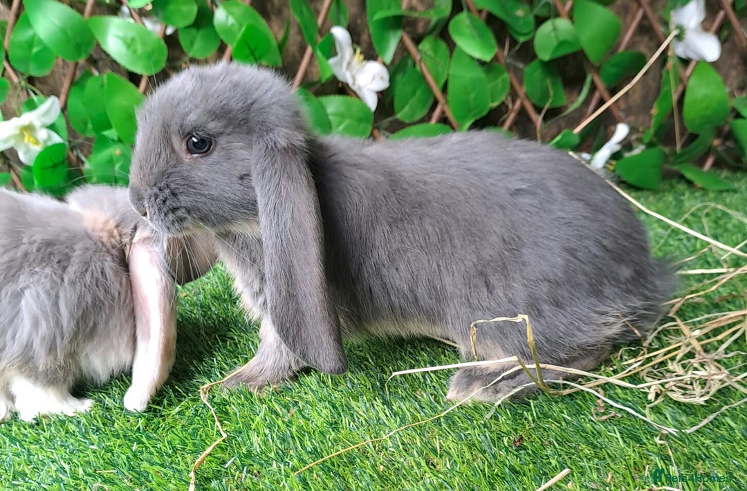 French Lop rabbits for sale: PURE Giant French Lops - Vaccinated - RESERVE - Image 7