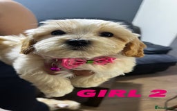 Maltipoo dogs for sale: Gourgeous maltipoo litter 🐶🐾 - Image 12