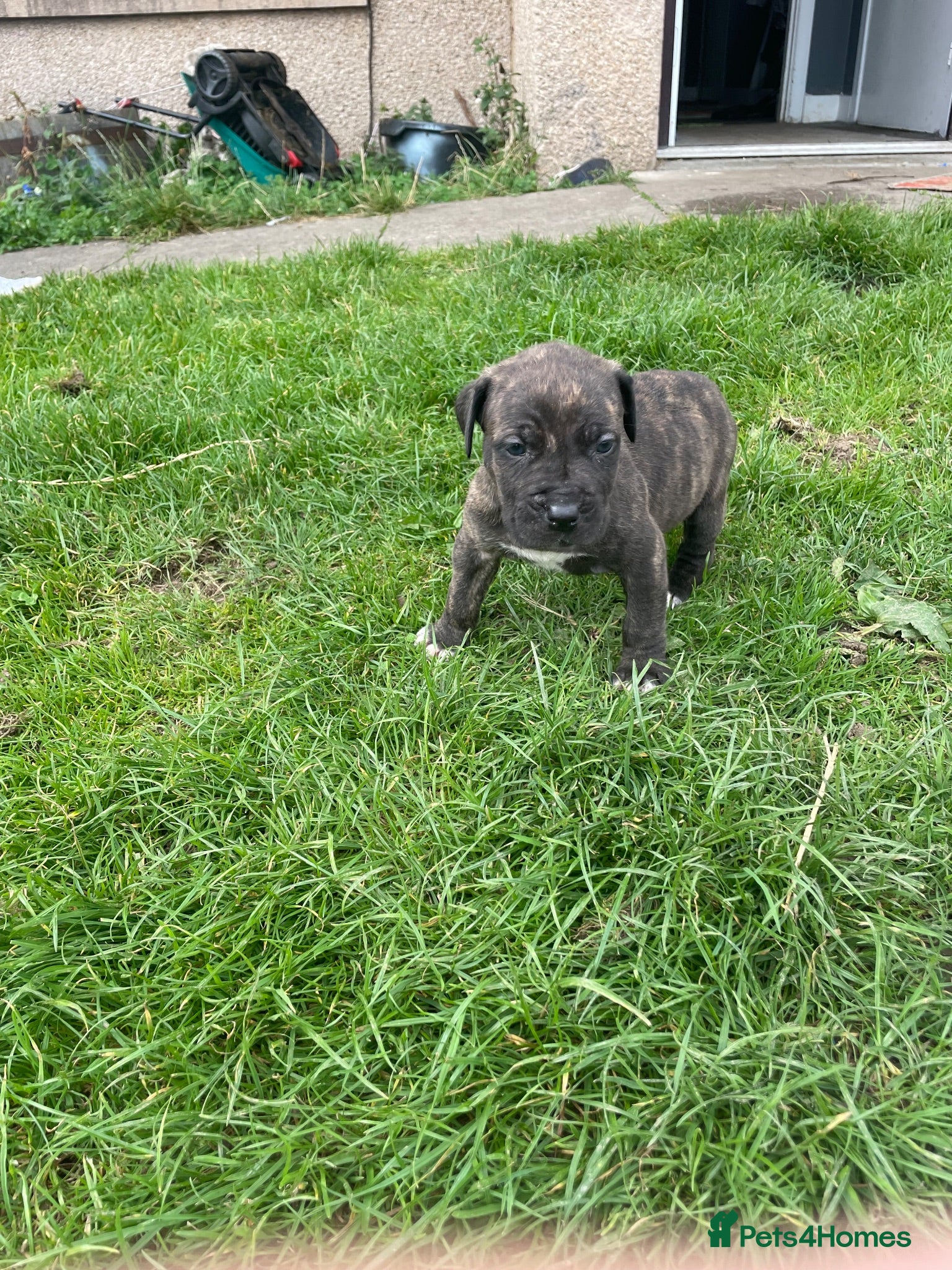Bandog dogs Boerboel mastiff  - Advert 2