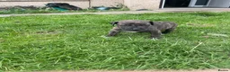 Bandog dogs for sale: Boerboel mastiff  - Advert 2