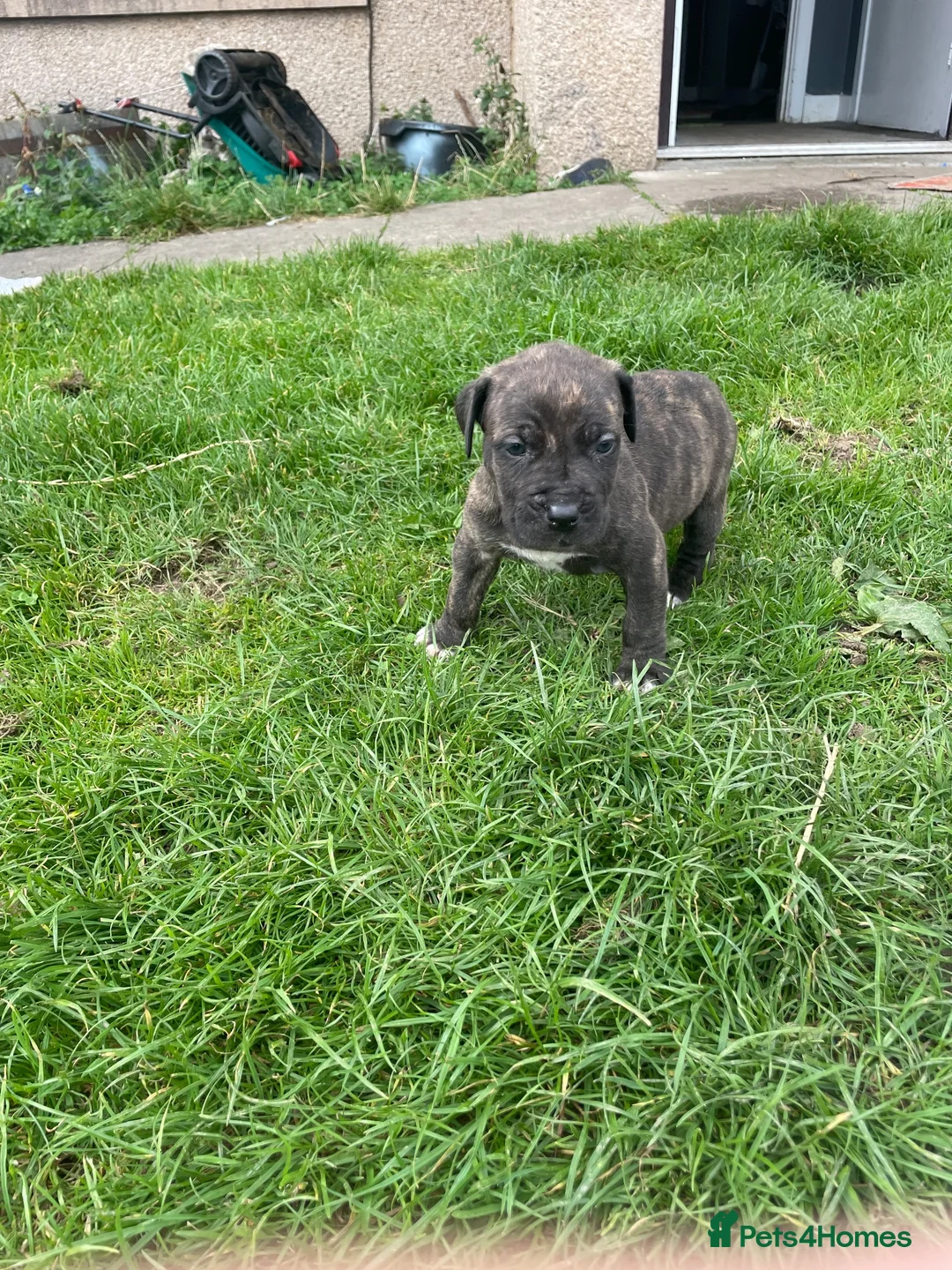 Bandog dogs for sale: Boerboel mastiff  - Advert 2
