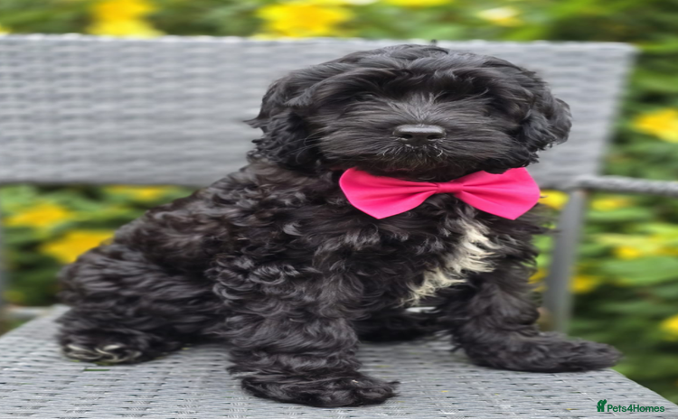 Cockapoo dogs in Maryport - Advert 1