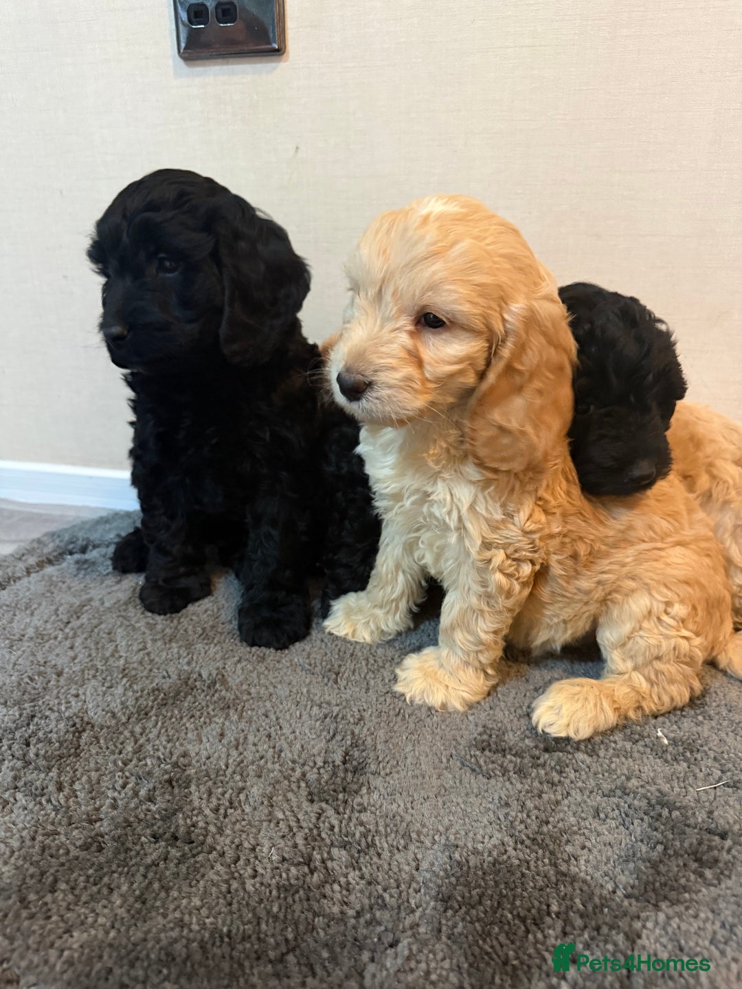 Cockapoo dogs for sale: Cockapoo puppies - Advert 35