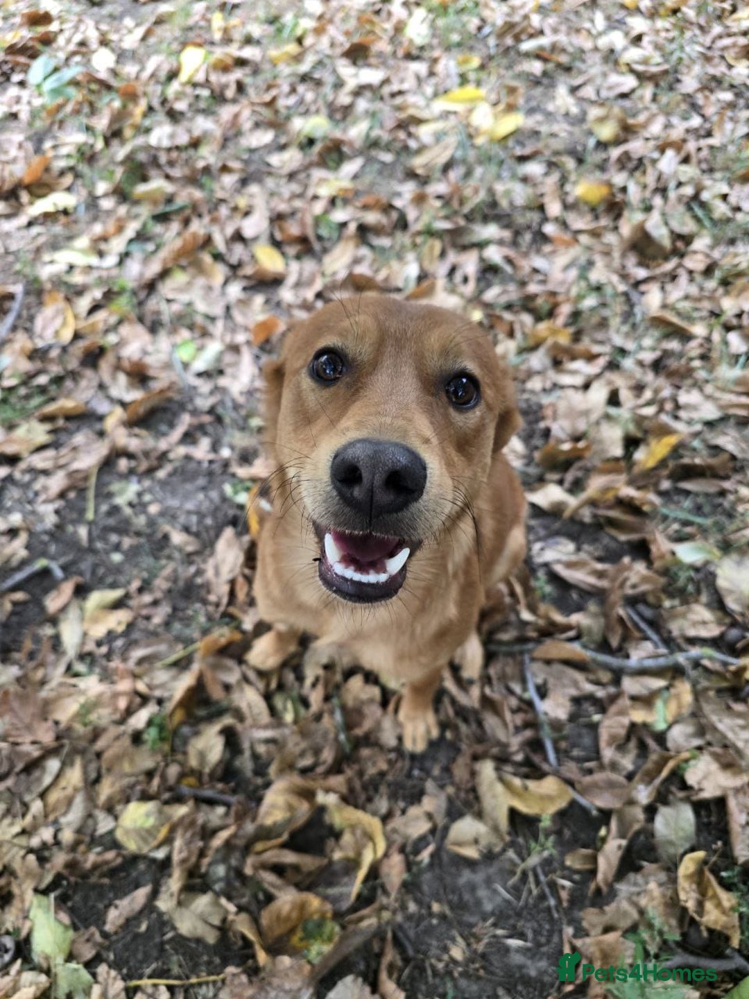 Mixed Breed dogs for adoption: 💙🐶 ARCHIE AND ARNY🐶💙 - Image 19