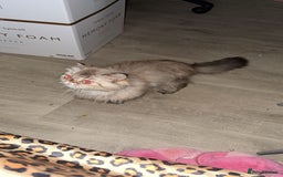 Persian cats for sale: Beautiful Persian Girl  - Image 4