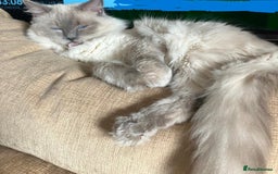 Ragdoll cats for stud: GCCF registered Proven Blue Point stud in London - Image 1