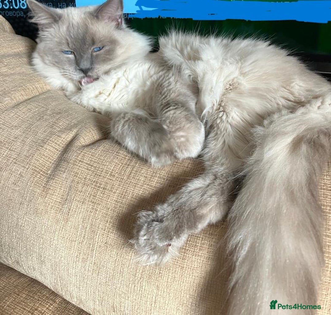 Ragdoll cats for stud: GCCF registered Proven Blue Point stud in London - Image 1