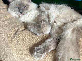 Ragdoll cats in London - Advert 2